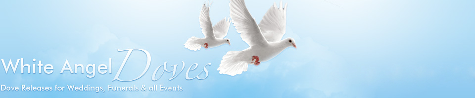 white angel doves