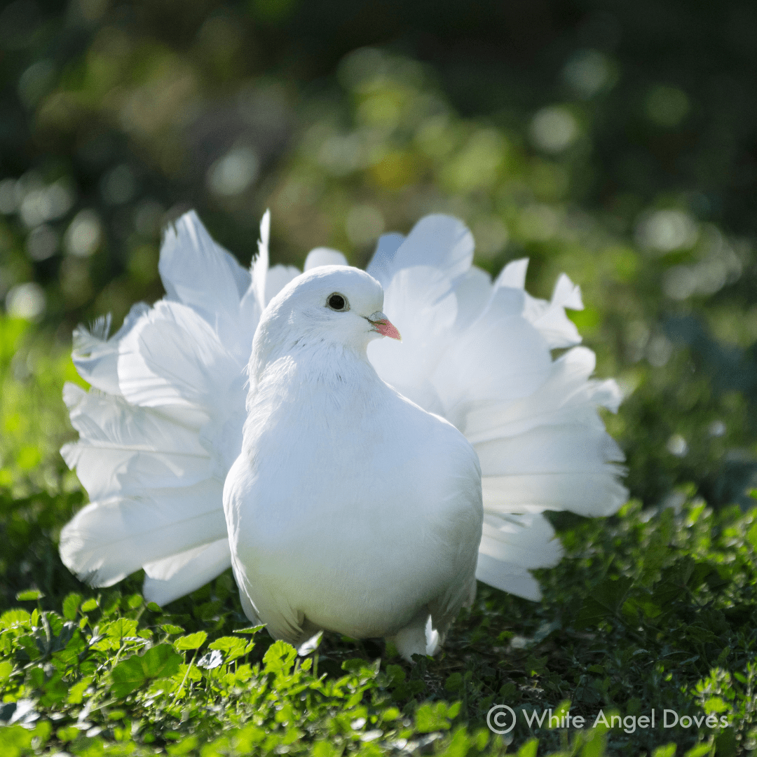 White Angel Doves  Fantail